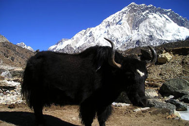 Nepal Yak Tibetan